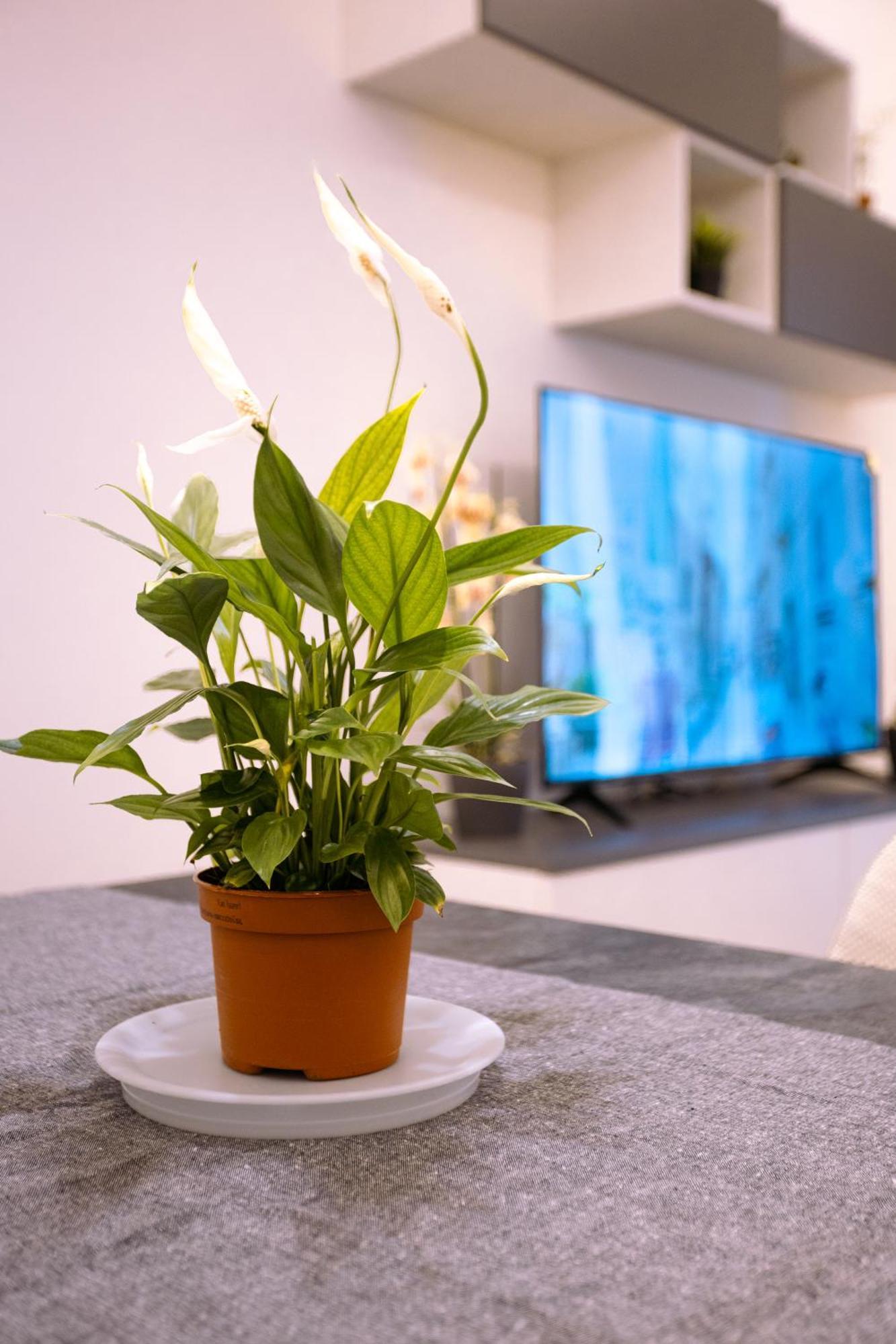 Song House Centro Storico 5 Pax Apartment